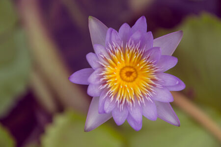 lotus flower, waterlily,Natureの写真素材