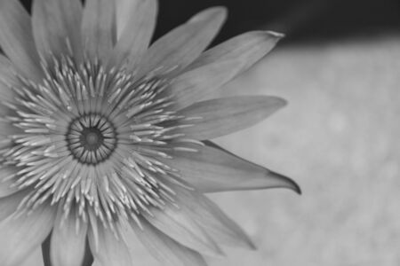 Pink lotus, waterlily,Natureの写真素材