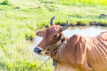 Cow in the rice farm eating, Thailandの写真素材