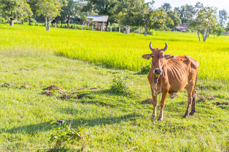 Cow in the rice farm, Thailandの写真素材