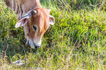 Cow in the rice farm eating, Thailandの写真素材