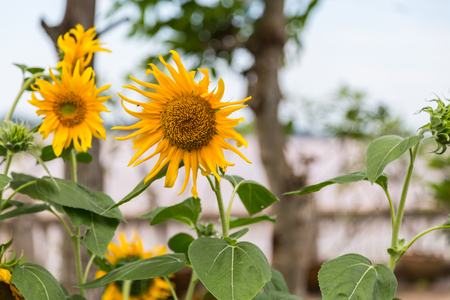 Sunflower under blue sky ,Flowerの写真素材