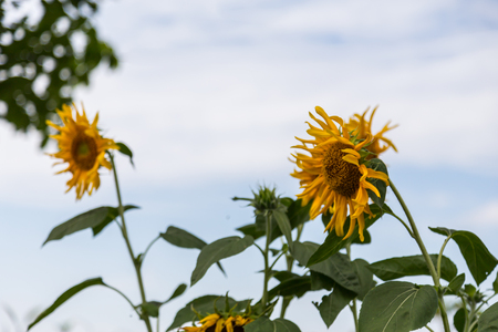 Sunflower under blue sky ,Flowerの写真素材