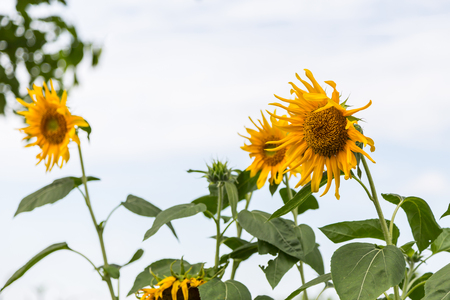 Sunflower under blue sky ,Flowerの写真素材