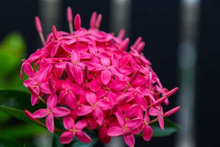 Red ixora coccinea flower à¸¡Natureの写真素材