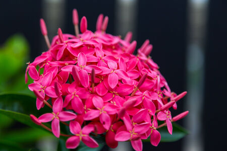 Red ixora coccinea flower à¸¡Natureの写真素材