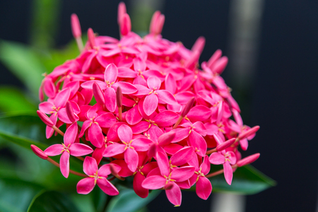 Red ixora coccinea flower à¸¡Natureの写真素材