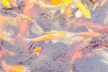 Colorful Koi fish swiming,Natureの写真素材
