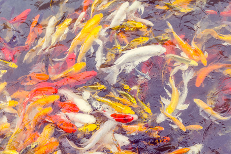 Colorful Koi fish swiming,Natureの写真素材