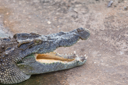 Head of crocodile, alligatorの写真素材
