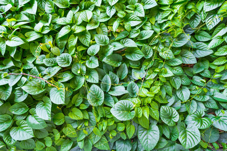 green leaf  for backgroundの写真素材