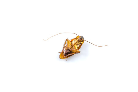 Dead cockroach on a white background