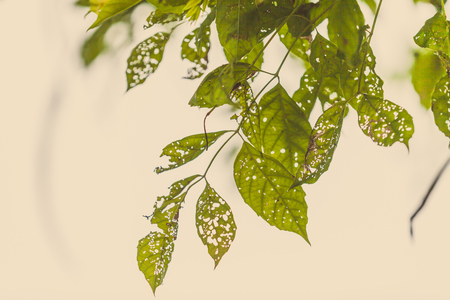 Leaf with holes, eaten by pests, Natureの写真素材