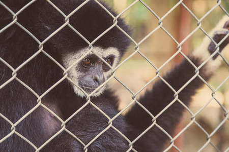 unhappy expression gibbon in cageの写真素材