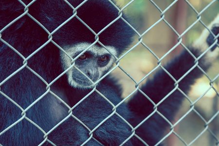 unhappy expression gibbon in cageの写真素材