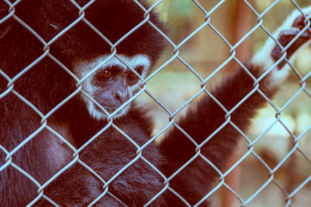 unhappy expression gibbon in cageの写真素材
