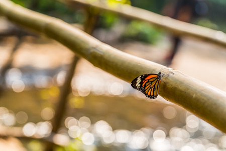 Butterfly and bokeh of waterの写真素材