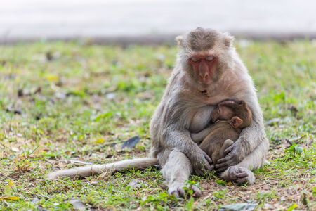 Mother monkey and baby monkey sleeping on the lawnの写真素材
