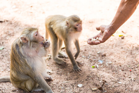 monkey taking food from human's hand kindの写真素材