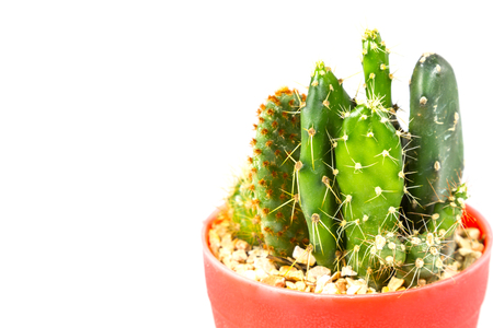 small cactus houseplant in pot on white backgroundの写真素材