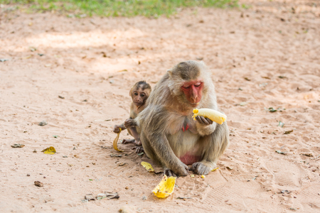 Mother monkey and baby monkey sits on the sand and eats bananaの写真素材