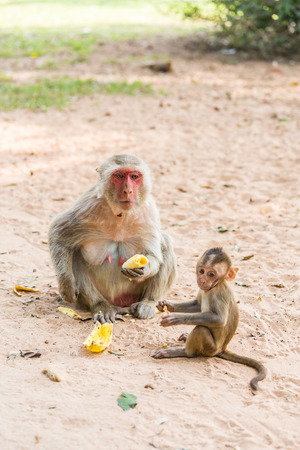 Mother monkey and baby monkey sits on the sand and eats bananaの写真素材