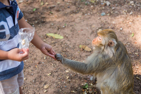 monkey taking food from boy hand kindの写真素材