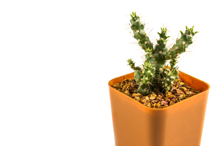 cactus in the small  plastic potの写真素材