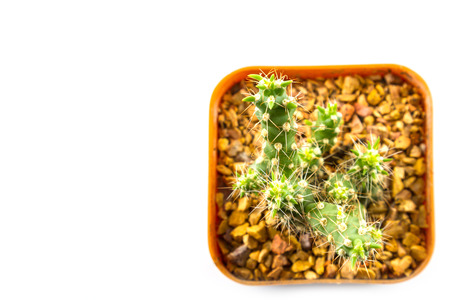 small cactus houseplant in pot on white backgroundの写真素材
