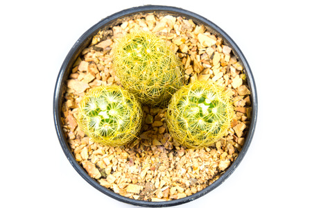 small cactus houseplant in pot on white backgroundの写真素材