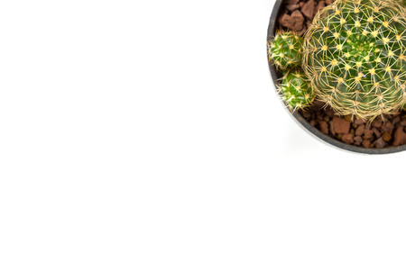 small cactus houseplant in pot on white backgroundの写真素材