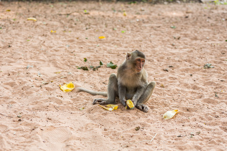 monkey sits on the sand and eats bananaの写真素材