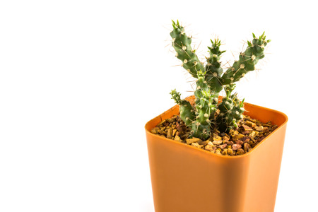 cactus in the small  plastic potの写真素材