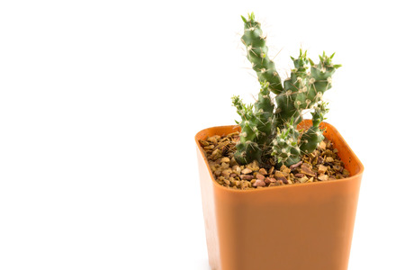 cactus in the small  plastic potの写真素材