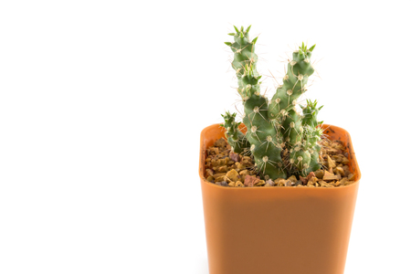 cactus in the small  plastic potの写真素材