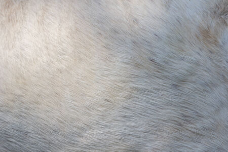 white male Horsehair background