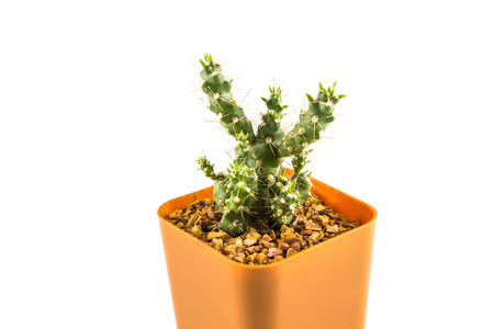 cactus in the small  plastic potの写真素材