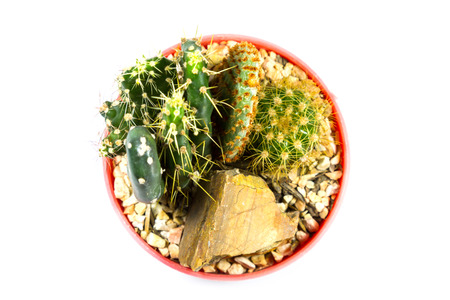 small cactus houseplant in pot on white backgroundの写真素材