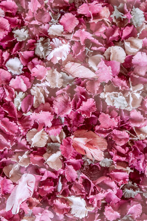 Dried flowers and leaf , Roseの写真素材