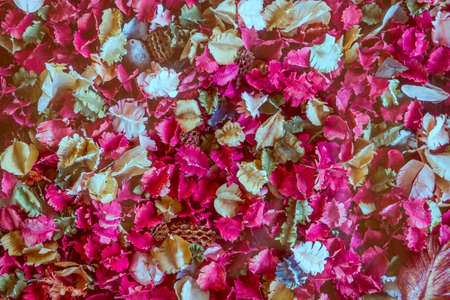 Pink Dried flowers and leaf , Roseの写真素材
