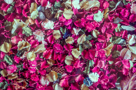 Pink Dried flowers and leaf background, Roseの写真素材