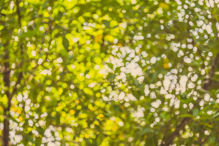 Green and blue  bokeh of tree and sky backgroundの写真素材