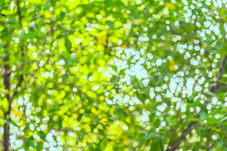 Green and blue  bokeh of tree and sky backgroundの写真素材