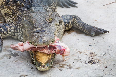 crocodile eat meat in the parkの写真素材
