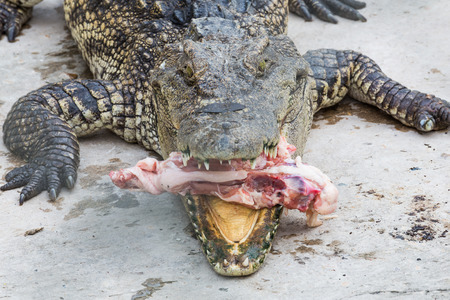 crocodile eat meat in the parkの写真素材