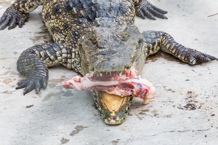 crocodile eat meat in the parkの写真素材