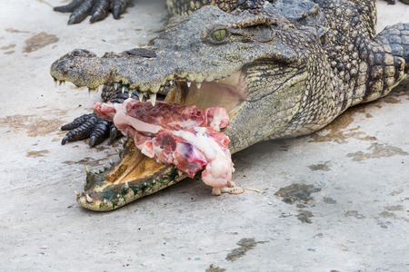 crocodile eat meat in the parkの写真素材