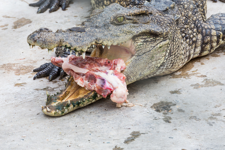 crocodile eat meat in the parkの写真素材