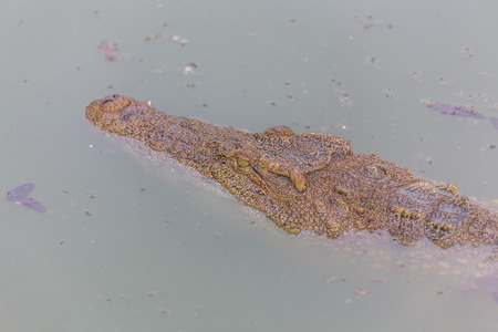 Head of crocodile, alligatorの写真素材