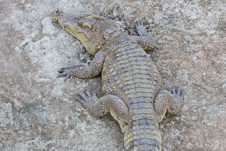 crocodile eat meat in the parkの写真素材